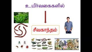 அகத்தாய்வு இரண்டாம் நிலை தீபப் பயிற்சி விளக்கம் அருள்நிதி ரோஜா பாபு அம்மா