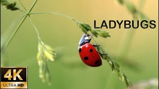Ladybugs 🐞 | About Ladybugs | Ladybugs hibernation | How Ladybugs are helpful to farmers?