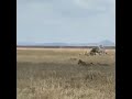 Lioness vs zebra OMG! Lioness was kicked by zebra #shorts AnimalTube - World of animals