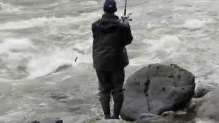 Coho Action At Tamihi Rapids