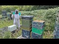 do this before same apiary beehive splits