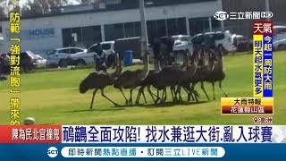 澳洲發生嚴重旱災 連動物也苦無水喝 驚見鴯鶓上街覓食｜記者 陳姵如｜【國際大現場】20180821｜三立新聞台