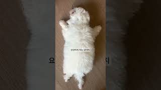 팝핀두부 | #춤추면서자는중 #춤신춤왕 #더딴따라 #bichon #bichonfrise #강아지브이로그 #귀여운 #어쩌면빅숑 #김두부