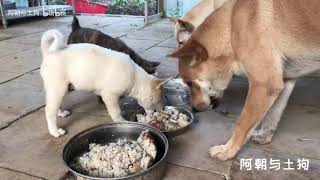 养土狗的喂这样的伙食，比狗粮便宜营养更好，而且健康聪明