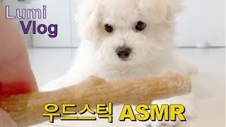 ASMR | 4개월 비숑, 무아지경 우드스틱 ASMR