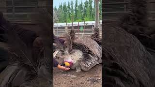 ഒട്ടകപക്ഷി മുട്ട ഇടുന്നത് കണ്ടിട്ടുണ്ടോ?  (#Ostrich  Lays #Egg)