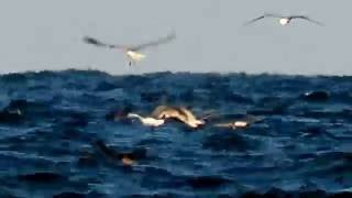 Birds feeding in ocean