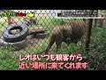 とくしま動物園のライオン～娘モエルから父レオへ～ 徳島 動物園 とくしま動物園 ライオン モエル レオ サッシュ 赤ちゃん 阿波おどり カプリtube　 japan japanese