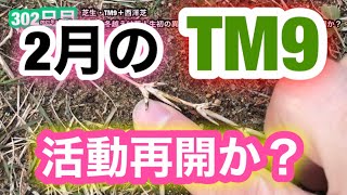 【芝生壊滅・TM9＋西洋芝】302日目　今年の冬越えは芝人生初の異常なさそうなきがします。ん？芝の活動再開か？