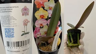 「22295」新购买蝴蝶兰小苗，换盆，威尼斯狂欢节 Phal. Venetian Carnival（静姐说花）