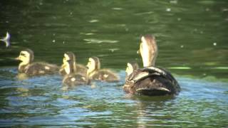 野鳥撮影・ カルガモ親子　4K動画　Spot-billed duck