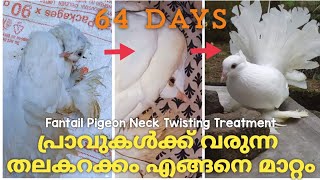 Fantail Pigeon Neck Twisting Treatment / പ്രാവുകൾക്ക് വരുന്ന തലകറക്കം എങ്ങനെ മാറ്റം - 4TheMusic