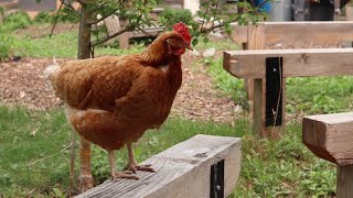 Urban Chickens at Central Memorial High School