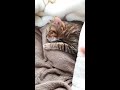 湯たんぽの虜となった猫ぽよ♂じぃ