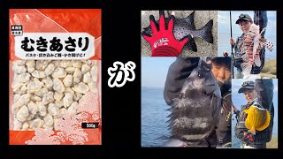 磯で釣り🎣　業務スーパーの冷凍アサリだけで何が釣れるか⁉️