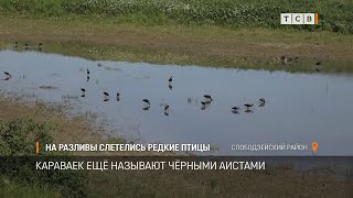 На разливы слетелись редкие птицы