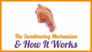 The Swallowing Mechanism \u0026 How it Works