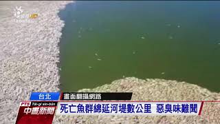 高溫熱死魚！ 基隆河社子段大量烏仔魚暴斃 20170829 公視中晝新聞