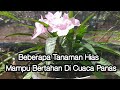 Beberapa Tanaman Hias Mampu Bertahan Di Cuaca Panas