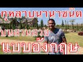 กุหลาบสวยนานาชนิด-บนสวนสไตล์อังกฤษ EP.1