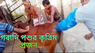 গবাদি পশুর কৃত্রিম প্রজন কিভাবে করে দেখুন || দেশি প্রযুক্তি মাধ্যমে গ্রামে কিভাবে প্রজনন করে দেখুন