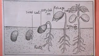 how to draw sprouted seeds/draw germination of seed easy/seed drawing easy