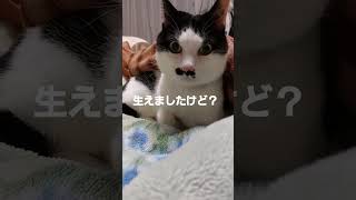 チロルさんが毛布から生え出した瞬間。#cat #shorts #保護猫 #保護猫動画 #チロル #生えた #保護猫を家族に #保護猫を迎えよう