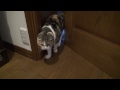 扉を開ける猫 cat opens door