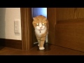 扉を開ける猫 cat opens door