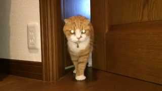 扉を開ける猫 Cat opens door