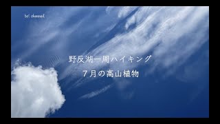 野反湖一周ハイキング　7月の高山植物