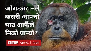 Wild orangutan treats: जङ्गली ओराङउटान जसले आफ्नो घाउ आफैले निको पार्‍यो--BBC Nepali Sewa