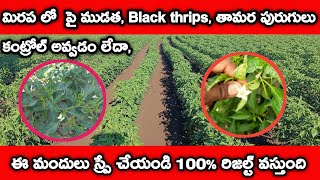 mirapalo pai mudatha nivarana | mirapalo tella doma nivarana | black thrips control in chilli |