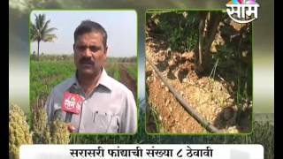 Agrowon: Tuti farm management tips by Dr. A.D. Jadhav