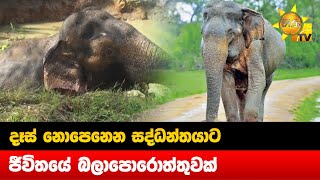 දෑස් නොපෙනෙන සද්ධන්තයාට ජීවිතයේ බලාපොරොත්තුවක් - Hiru News