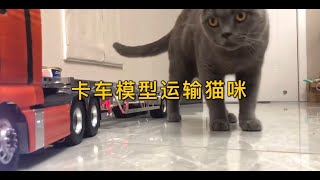 卡车模型运输猫咪，RC模型田宫拖头，遥控车玩具。