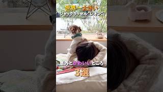 たぶん世界一大きいジャックラッセルテリアのレオンの意外と可愛いところをご紹介します☺️🐶