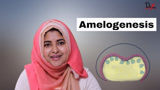 Amelogenesis made easy!
