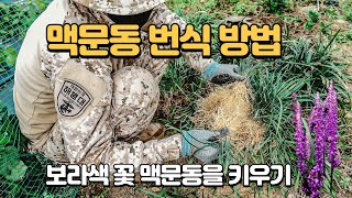 【맥문동 번식방법】 보라색 꽃 엄청난 번식력 포기 나누어 번식하기🪻