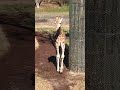 shorts カワイイ❣️ キリンのコノカちゃん　千葉市動物公園　2021年12月19日