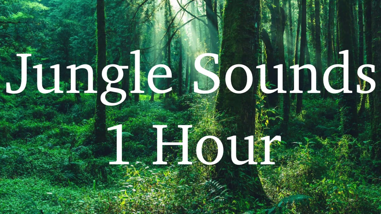 Jungle Sounds (1 Hour) - YouTube