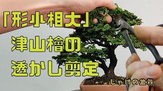 モコモコの津山檜を透かして大きく見せる！The fluffy Tsuyama cypress can be seen through to make it look bigger!【しゃけの盆栽】