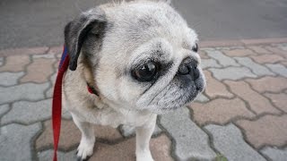 パグ、さんぽで緊張！ずっとビックリした顔をしているパグ！Pug