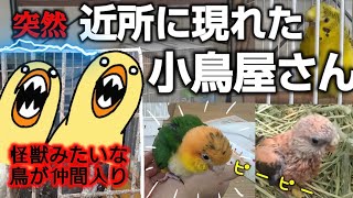 【鳥】第２６０話　突然近所に現れた小鳥屋さん（怪獣みたいな鳥が仲間入り）