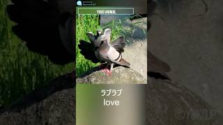 鳩がラブラブしてた　Pigeon couple love