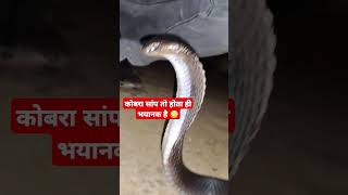 कोबरा सांप तो होता ही भयानक है😳 #shorts #snake #venomouscreatures #cobrarescue #cobra #funny #snakec