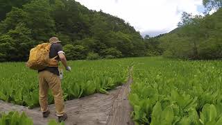 縄ケ池の水芭蕉群生