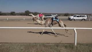 ش4 قعدان لقايا 1446/08/08هـ - 2025/02/07م (المديحي) ثامر علي الشريف