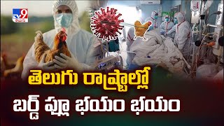 Bird Flu : తెలుగు రాష్ట్రాల్లో బర్డ్ ఫ్లూ భయం భయం - TV9