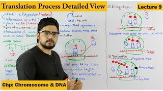 Translation | Protein Synthesis | Step wise | Lecture 9